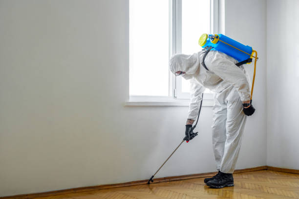Best Termite Control Services  in Orange, CA