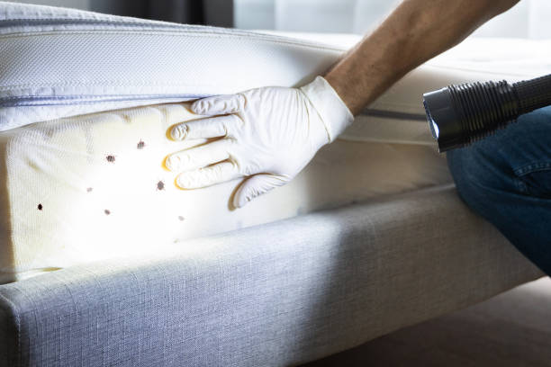Best Best Pest Control Companies  in Orange, CA
