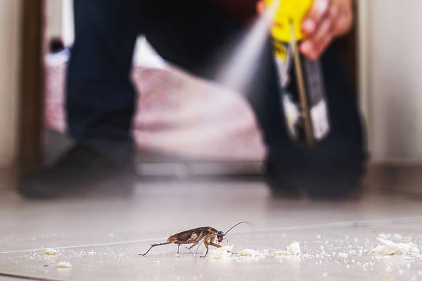 Best Spider Control Near Me  in Orange, CA