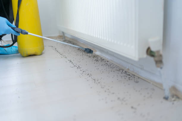 Reliable Orange, CA Pest Control Solutions